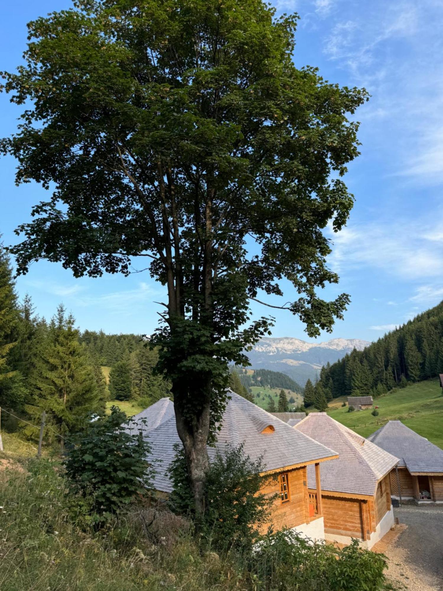 Villa Andolia Moeciu De Sus Esterno foto
